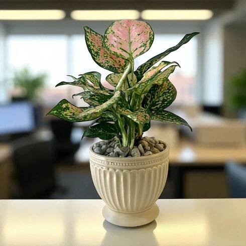 Plant Bar, Plants, Flowers, Workshops, Pot, Rental & Plant Service
