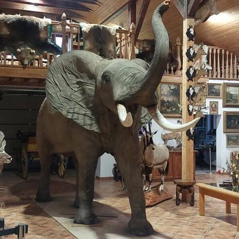 Exponát slona afrického zdroj: Pension Safari