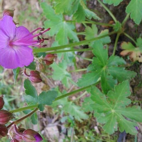 Geranium macrorrhizum ́Olympos ́