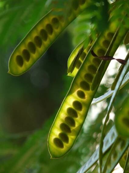 legume-soule-seeds