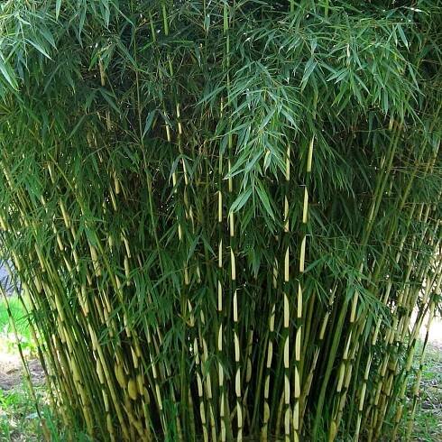 Bambus ROBUSTA PINGWU