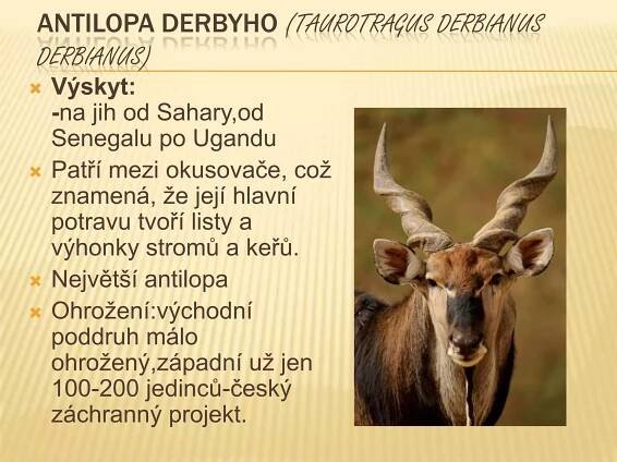ANTILOPA DERBYHO (TAUROTRAGUS DERBIANUS
DERBIANUS)
 Výskyt:
-na jih od Sahary,od
Senegalu po Ugandu
 Patří mezi okusovače, což
znamená, že její hlavní
potravu tvoří listy a
výhonky stromů a keřů.
 Největší antilopa
 Ohrožení:východní
poddruh málo
ohrožený,západní už jen
100-200 jedinců-český
záchranný projekt.
 