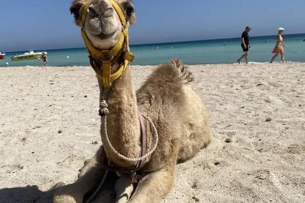 Hotel Welcome Meridiana Djerba, Tunisko Djerba - 12 569 Kč Invia