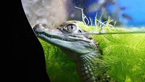 V ZOO najdete i krásné krokodýly