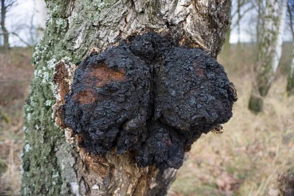 Chaga - dřevokazná houba