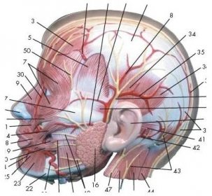 Model lidské hlavy s krkem - 4 části - evropský typ - modely lidské hlavy