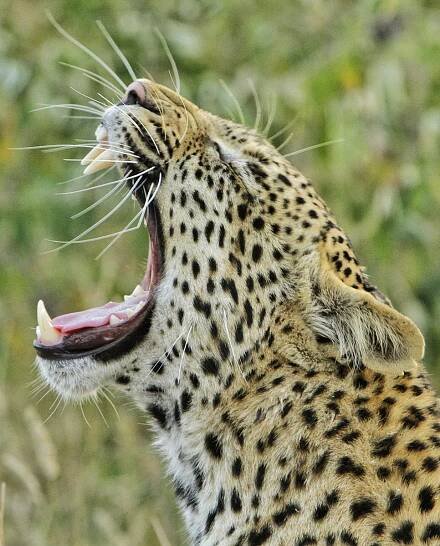 Kruger National Park, South Africa, Kruger Park