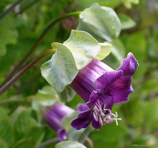 Vilec šplhavý (Cobaea scandens), květy, květenství
