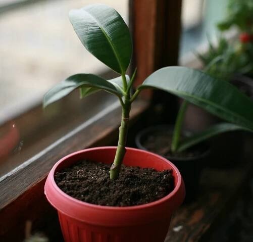 Plagas y enfermedades del ficus