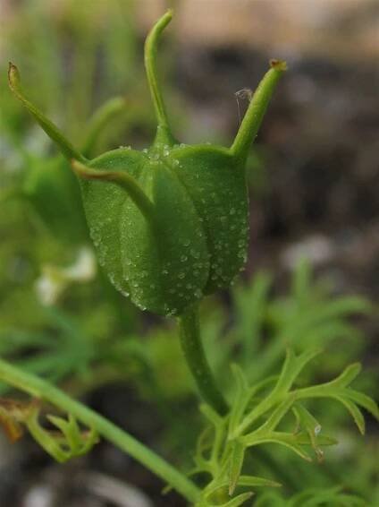 andrographis herb