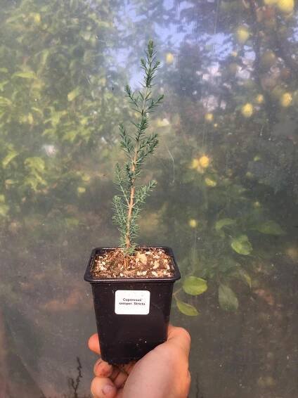 Cypřiš stálezelený "Stricta" - Cupressus sempervirens