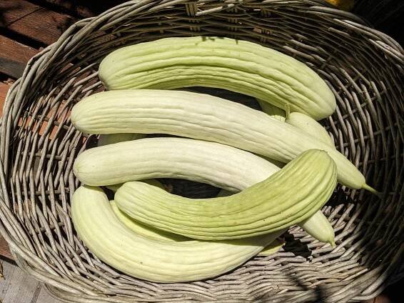 Growing Armenian Cucumbers for the First Time