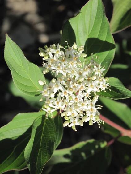 Red Osier Dogwood