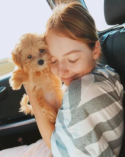 Teacup Maltipoo