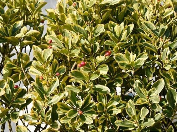 Cesmína altaklarenská - Ilex altacl. GOLDEN KING, C 2,5 l
