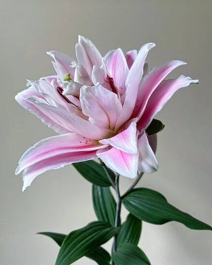Notebook — The Tulip Workshop