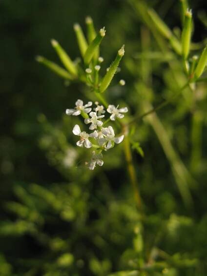 Obrázek - Anthriscus cerefolium var. trichocarpus (kerblík třebule štětinoplodý) | BioLib.cz