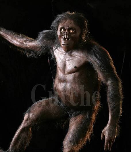 Lucy, a female Australopithecus afarensis by John Gurche.