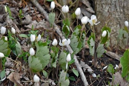 Bloodroot (Sanguinaria canandensis) is a beautiful spring ephemeral found throughout our area growing in moist woodlands and along streams.