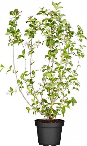 Weigelie "Magical Rainbow" růžová výška cca 20-30 cm květináč cca 3 l Weigela