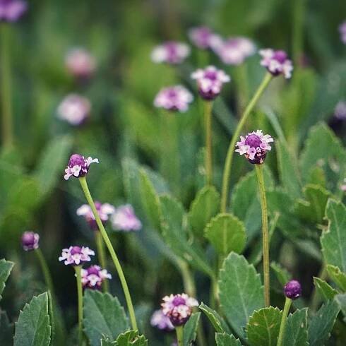 Grasses and Groundcovers - Florida Wildflower Foundation