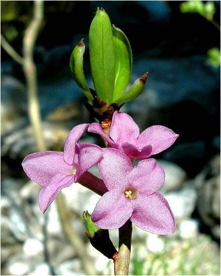 Daphne mezereum L. - Portale della Flora d'Italia / Portal to the Flora of Italy