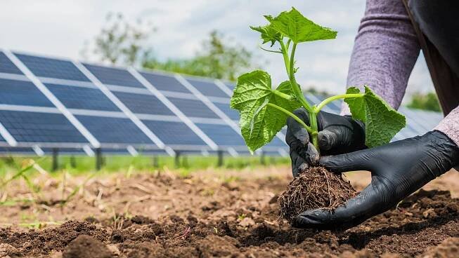 Agrivoltaika je v kurzu. Solární panely dokáží krom výroby elektřiny zlepšit zemědělcům výnosnost plodin i několikanásobně - eFotovoltaika.cz