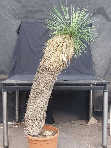 Yucca linearifolia ssp. Galeana 42, 155 cm, trunk 110 cm