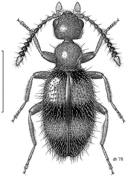 Anthicidae