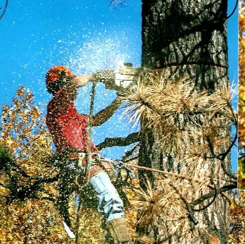 A man is cutting a tree with a chainsaw