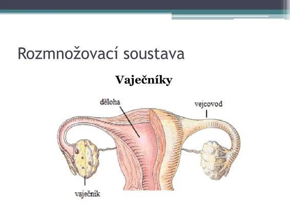 PPT - Rozmnožovací soustava PowerPoint Presentation, free download - ID:4436187