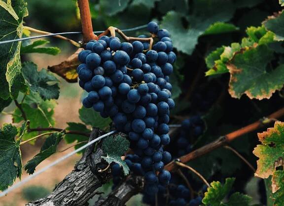Nho Malbec