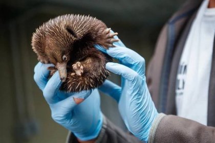 Zoo Praha představí návštěvníkům vzácné mládě ježury australské