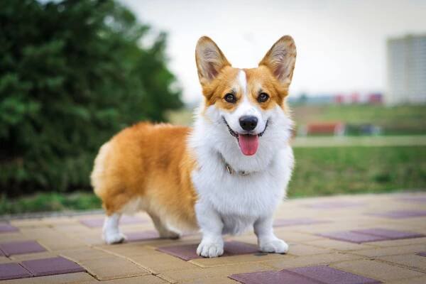 Welsh Corgi Pembroke