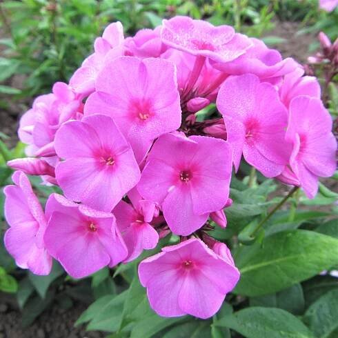 Phlox paniculata ´Flame Magenta´