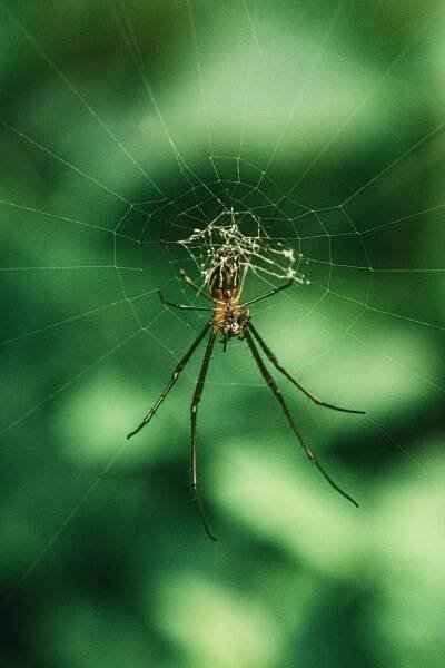 Základová fotografie na téma arachnida, arachnofobie, araneae, barevný, botanický, detail, detailní, divočina, dravé chování