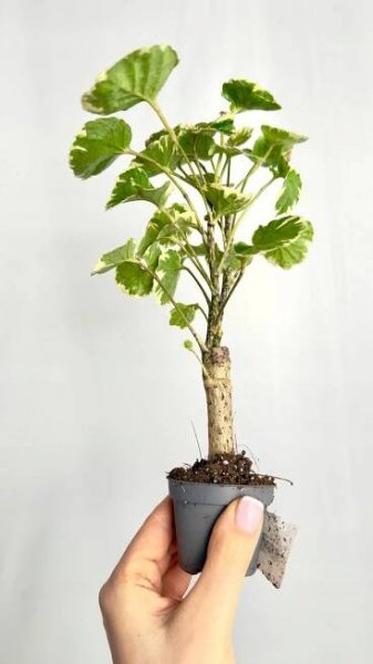 Polyscias Balfouriana – pokojová rostlina s dekorativními listy Latinský název ostatní