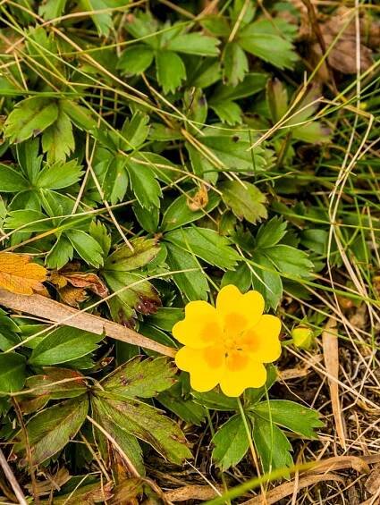 mochna: Potentilla – rod dvouděložných rostlin z čeledi růžovitých