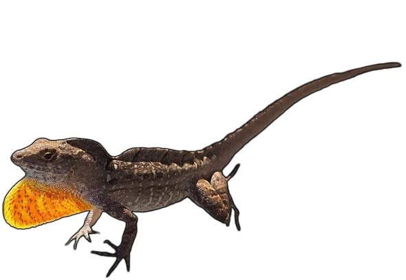 Reptile Care Sheets