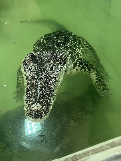 Krokodýlí zoo Protivín