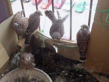 Poštolka obecná (Falco tinnuncullus) - Fotografie a videa