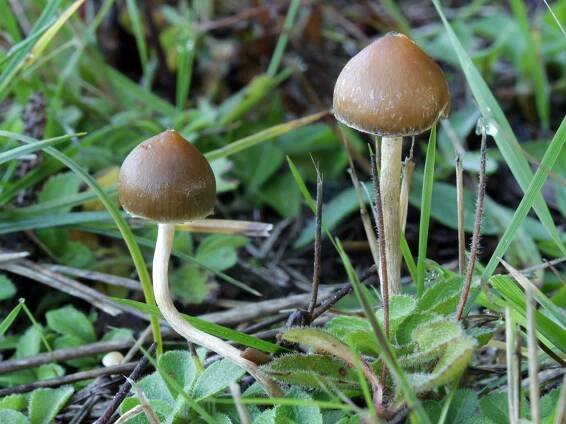 Psilocybe semilanceata - lysohlávka kopinatá