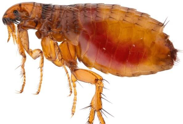 What do fleas look like - Itch Pet | Itch Pet