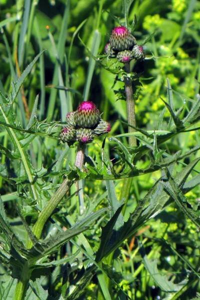 Pcháč potoční (Cirsium rivulare)