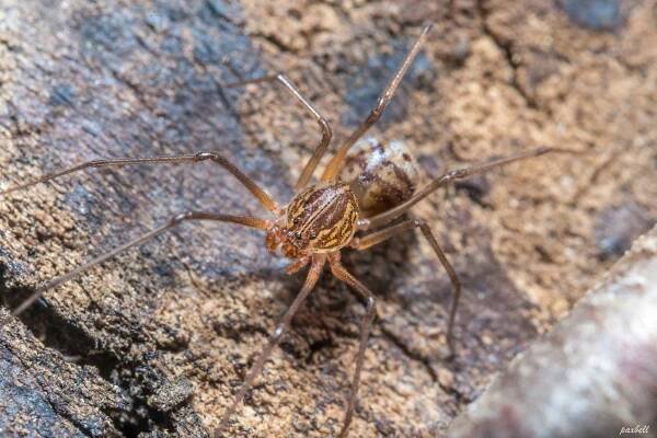 Soubor:Scytodes sp00.jpg – Wikipedie