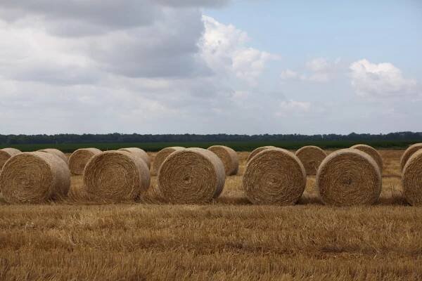 Hay Clearinghouse Forms — Louisiana Farm Bureau Federation