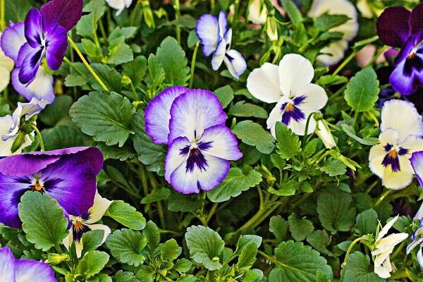 Viola perennials flowers