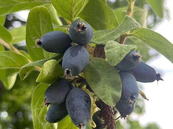 Zemolez (Lonicera caerulea) BOREALIS® - Tutifruti SK