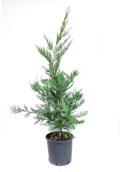 GROW by OBI Cypřišovec Leylandův (Cupressocyparis leylandii) výška 80 cm