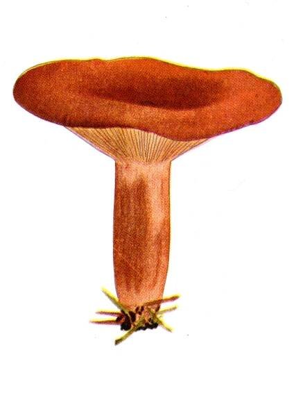 Ekhöfts Pilze – Ekhöft